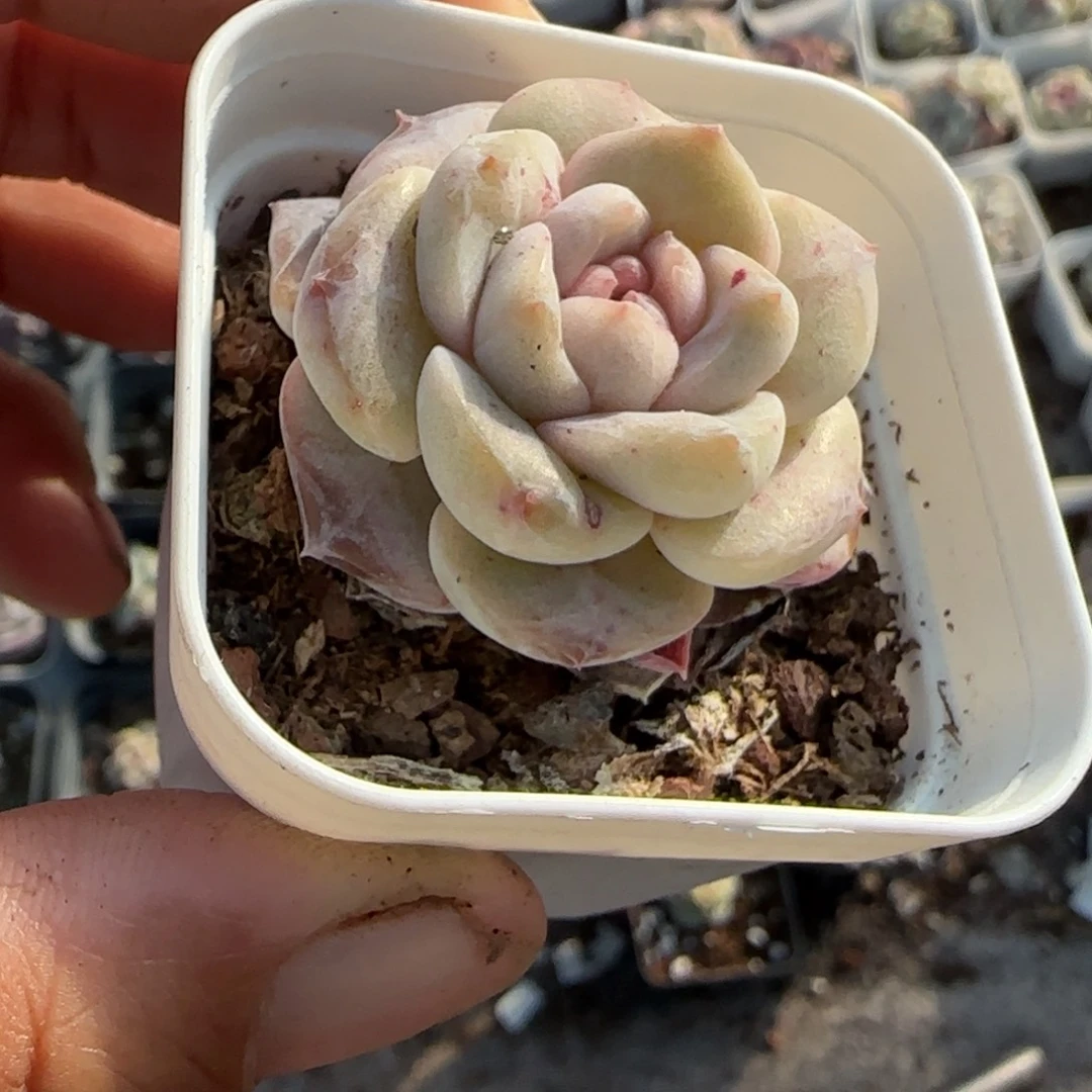 多肉小卡拉米糖心一物一拍