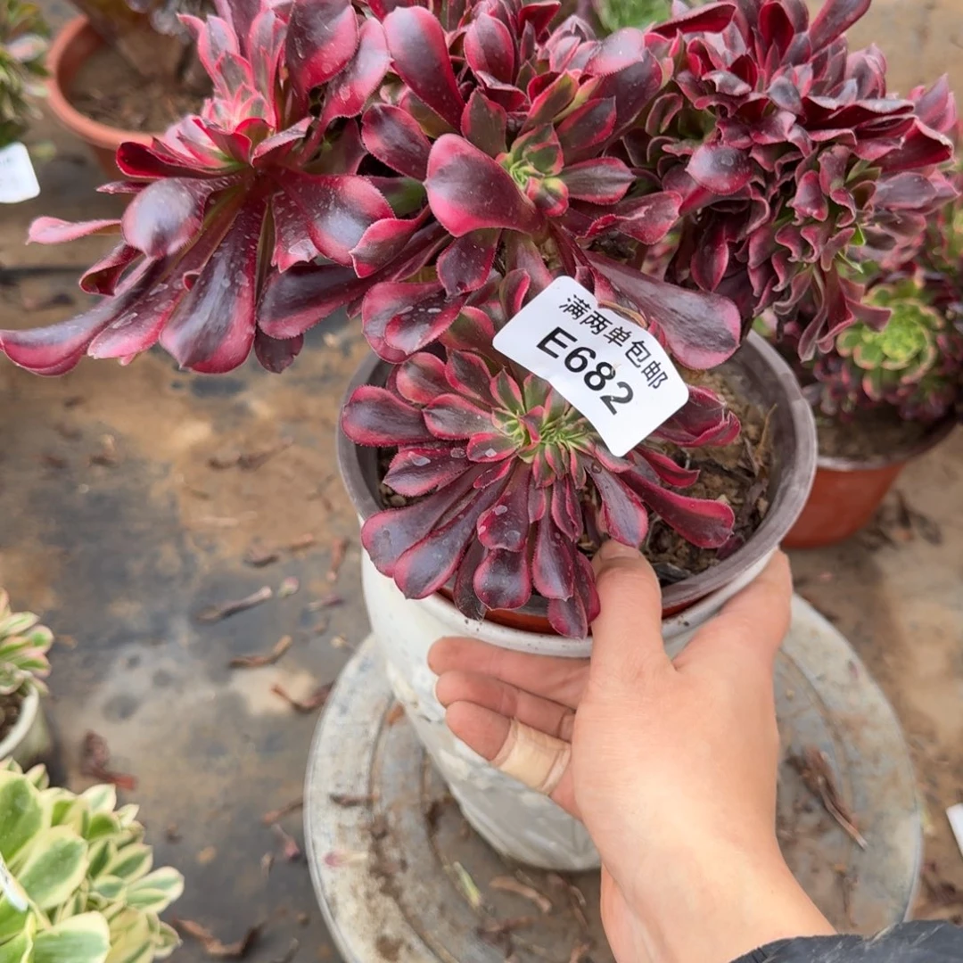 682美杜莎缀化法师多肉