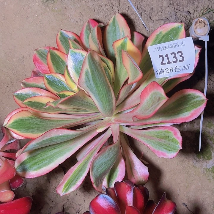 2133魅影多肉植物无根