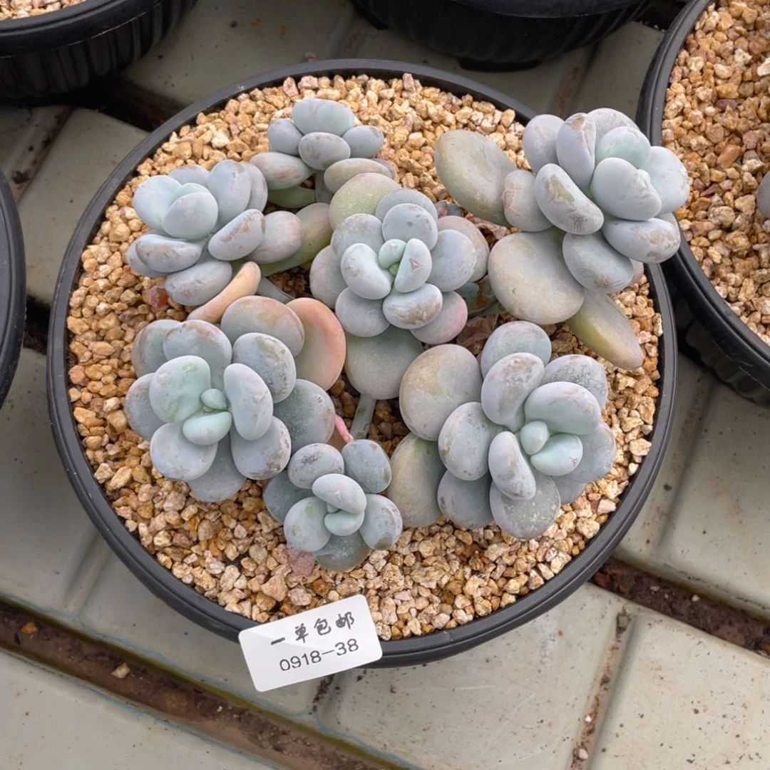 &****白888-38-文瑜美人，。。，，