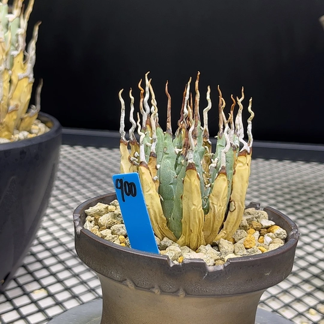 无花朵曲刺妖炎900