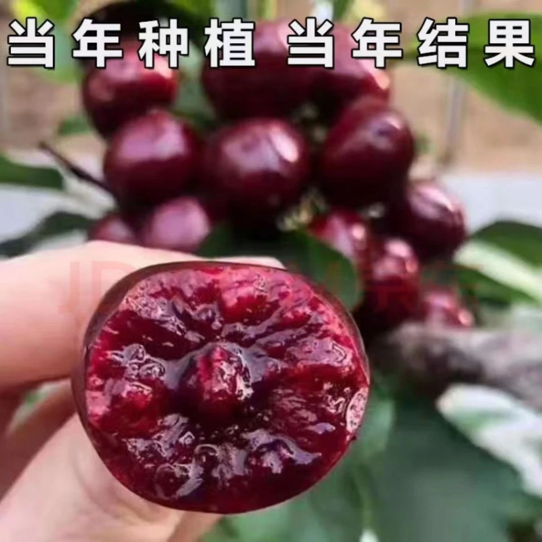 【现起现发】车厘子樱桃树苗 南北方盆栽地栽种植樱桃