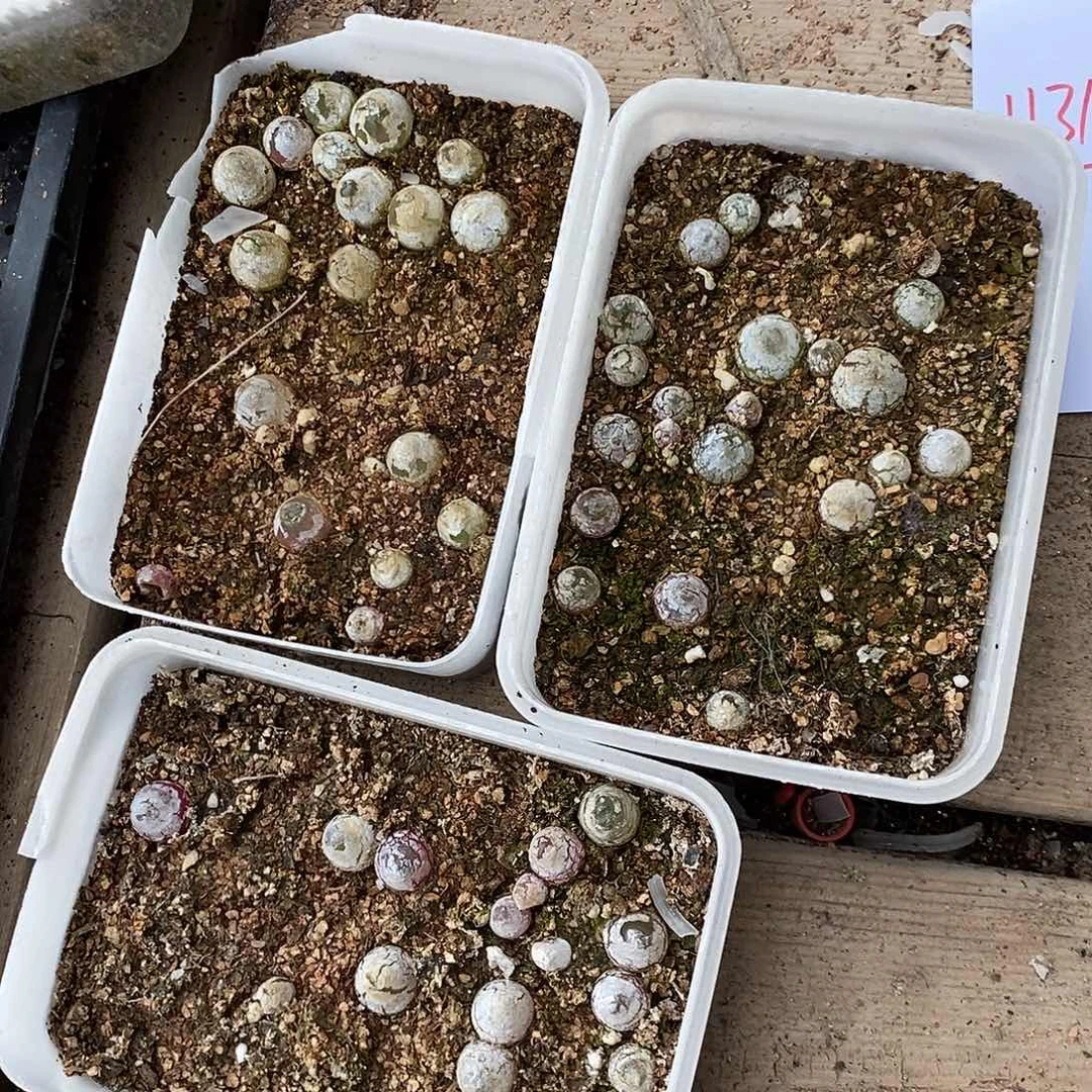 11315。  三盒灯泡。