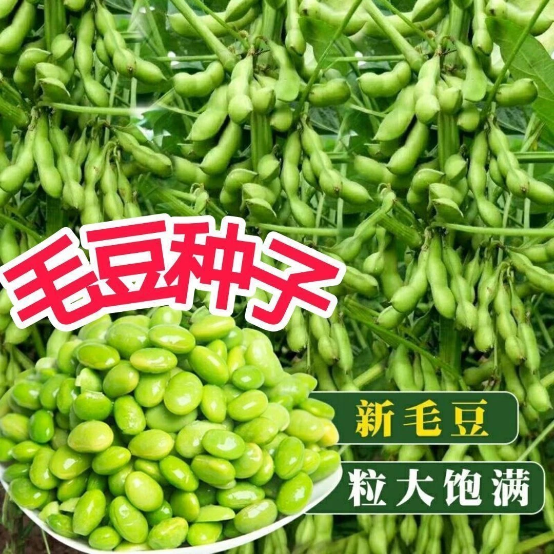 高产早熟50天大粒毛豆种子抗病耐寒优质青毛豆种子春播夏播毛豆RF