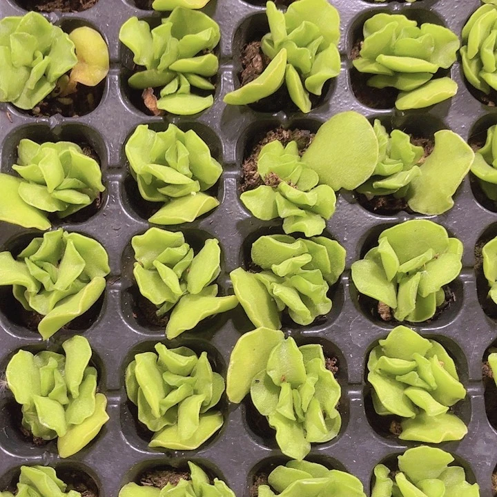 精品翡翠蛋糕多肉植物