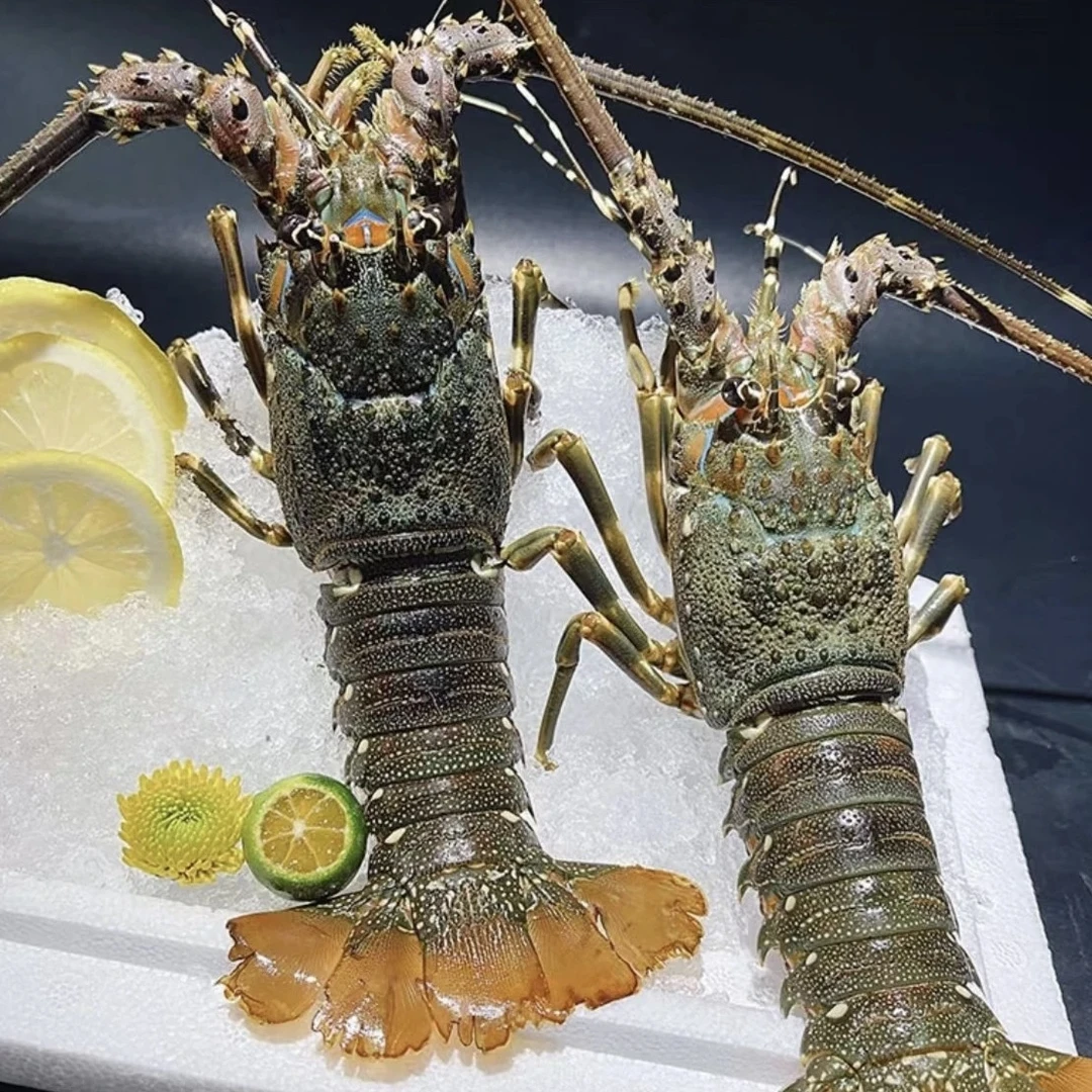 活冻小青龙 每只8-9两 海洋龙虾 新鲜活冻 冷链直发