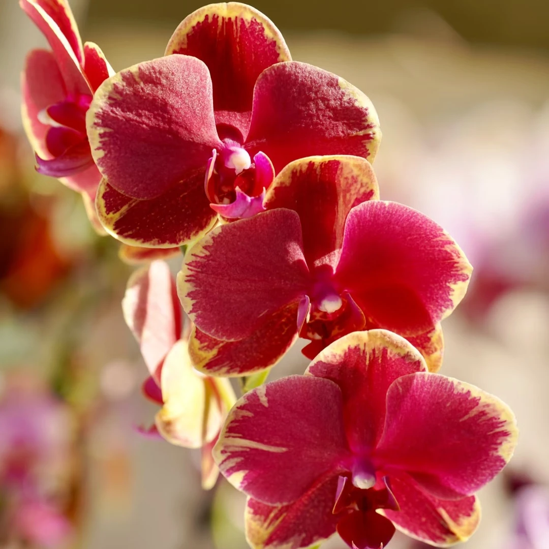 金边吉祥蝴蝶兰3.0寸加高杯很正的深红色，带金色闪边。