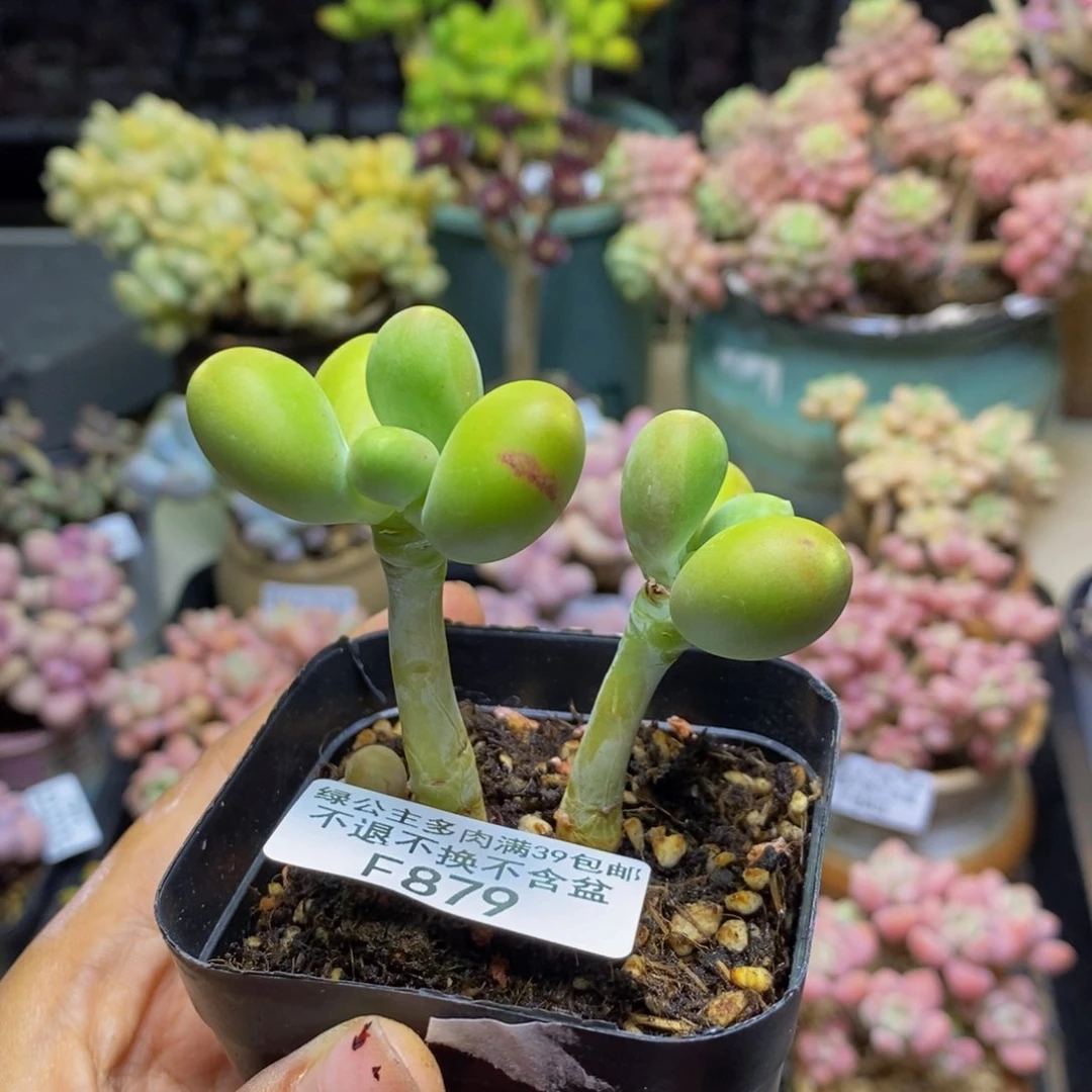 879金蟾多肉肉5c m