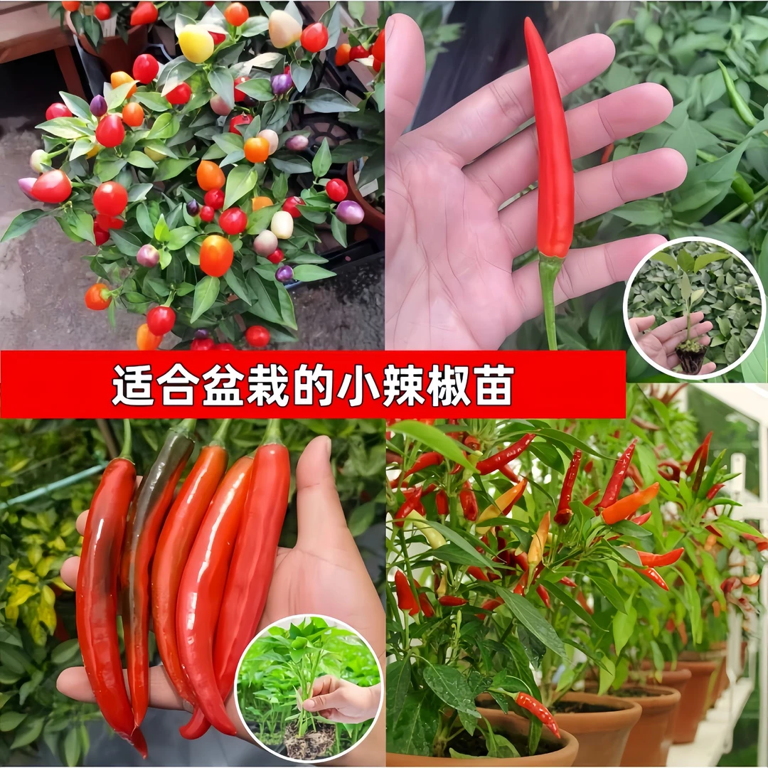爆款辣椒种苗秧朝天椒七彩椒小米辣美人椒苗四季蔬菜种苗蔬菜秧苗