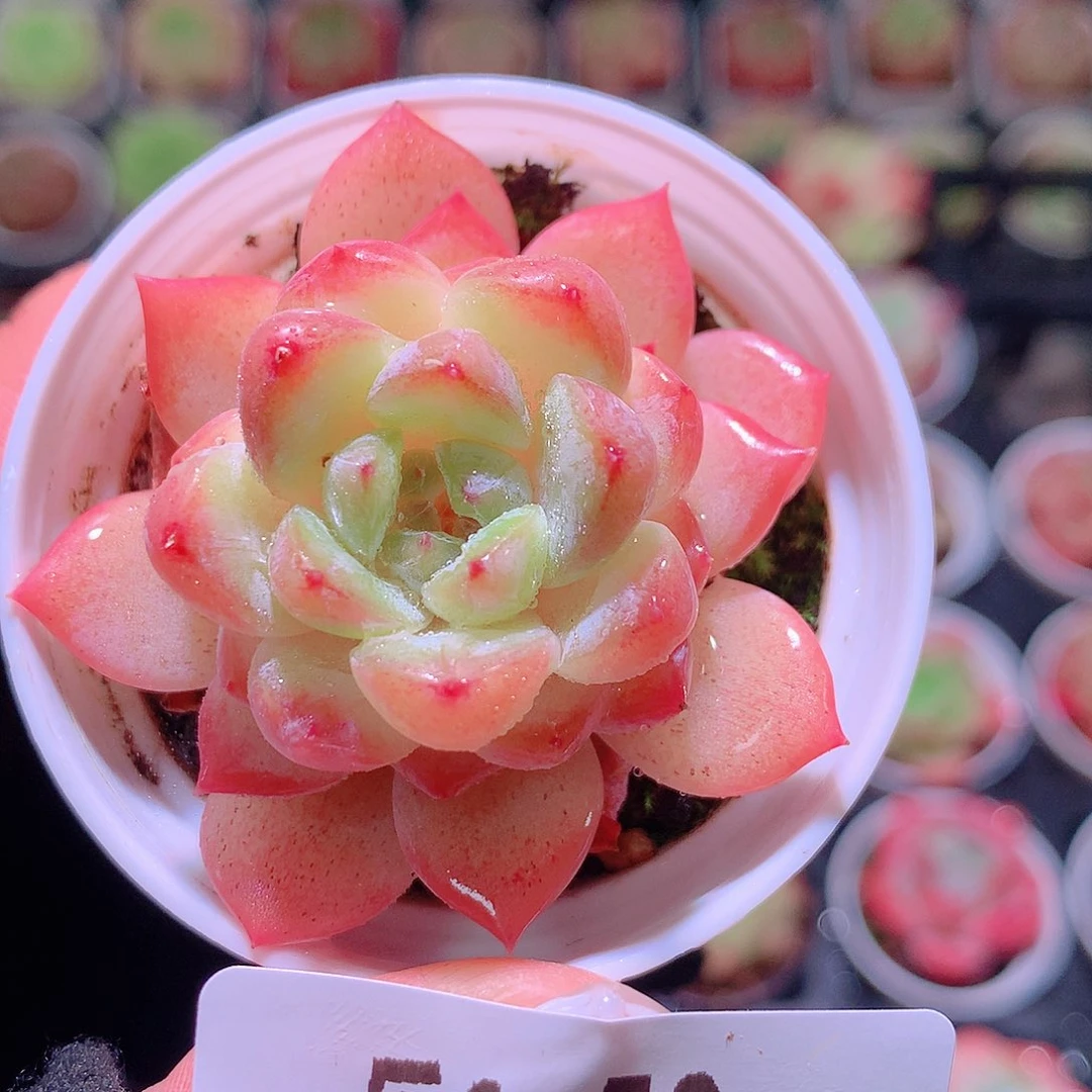 乐然6-50 果汁单头