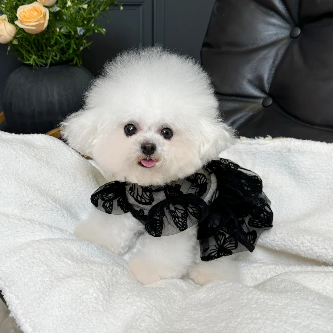 五只小白熊原创宠物衣服夏季网纱飞袖礼服裙子狗狗猫咪薄款婚纱裙