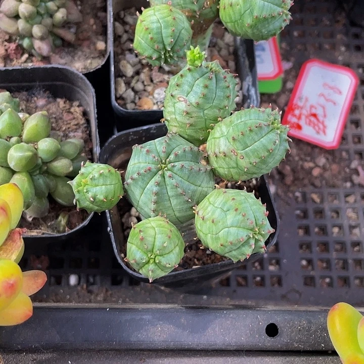布纹球8.8带盆土