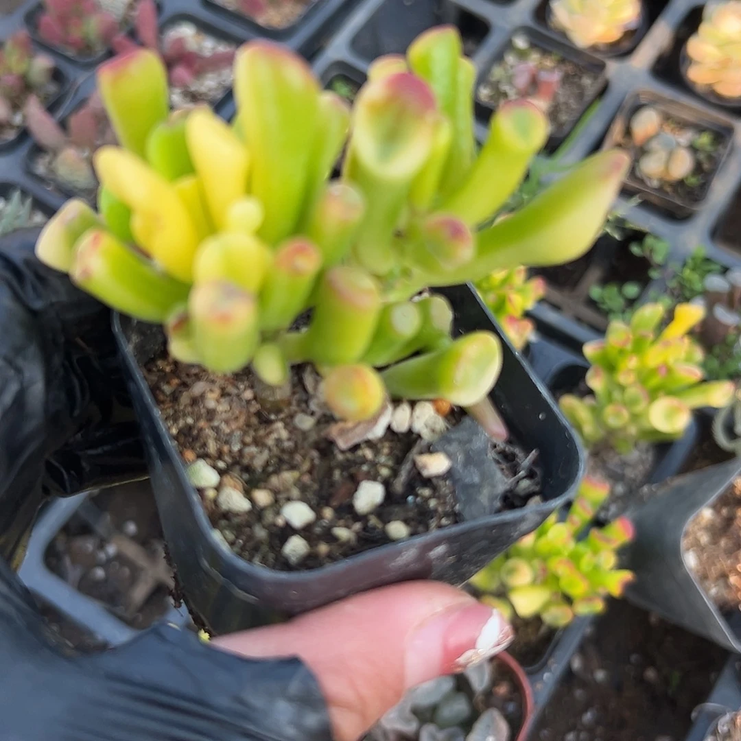多肉植物多肉植物