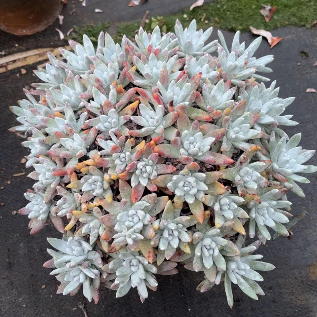 超大白姆，仙女杯多肉