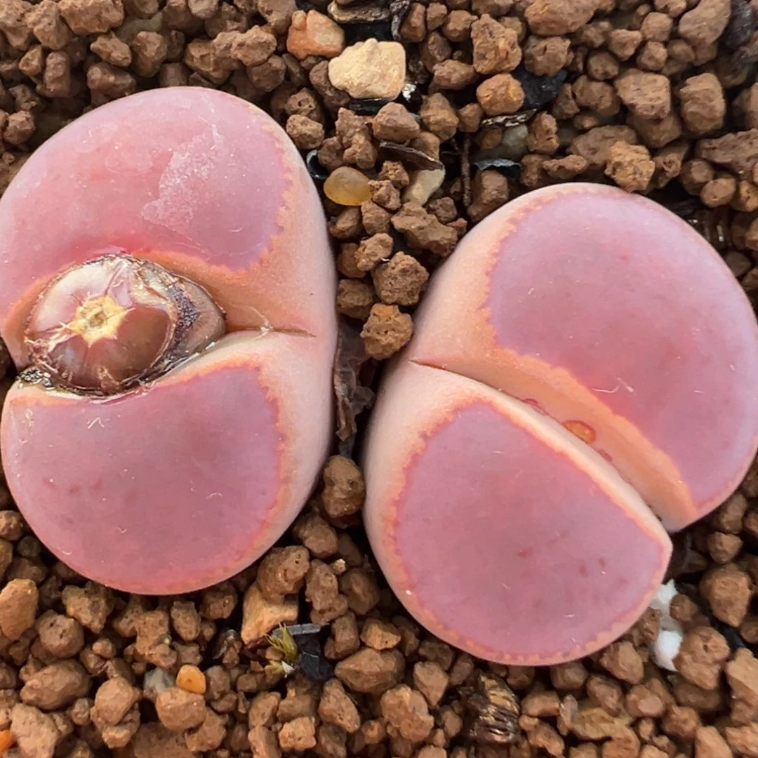 丝绒比利时Ko多肉植物