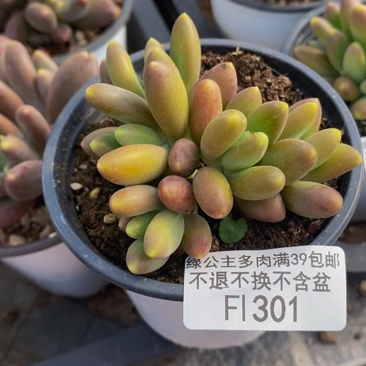 芒果奶7cm301多肉植物