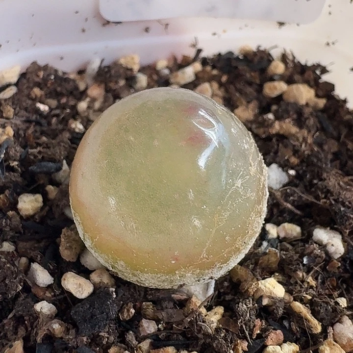 老马生石花灯泡1565