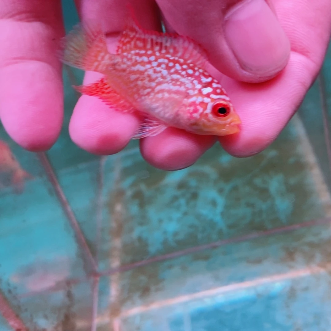 罗汉鱼君*兰11111