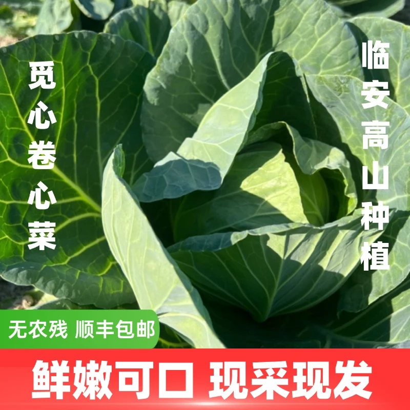 【觅心农场】自然生态蔬菜甜糯包心菜圆甘蓝3斤-3.5斤（3到4个）