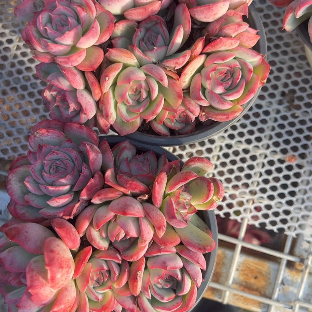 侧影群生多肉植物精品