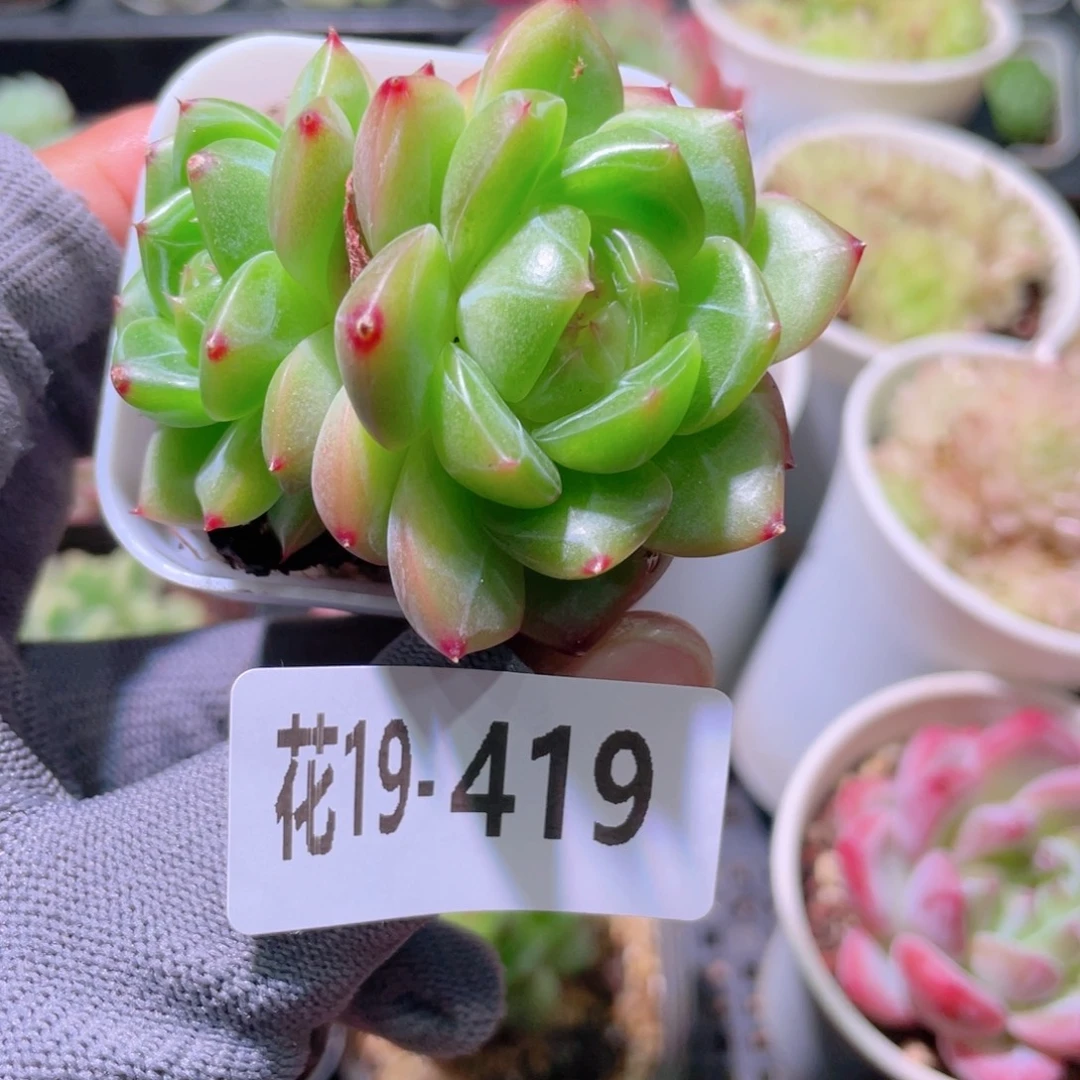 花利美19-419珍妮