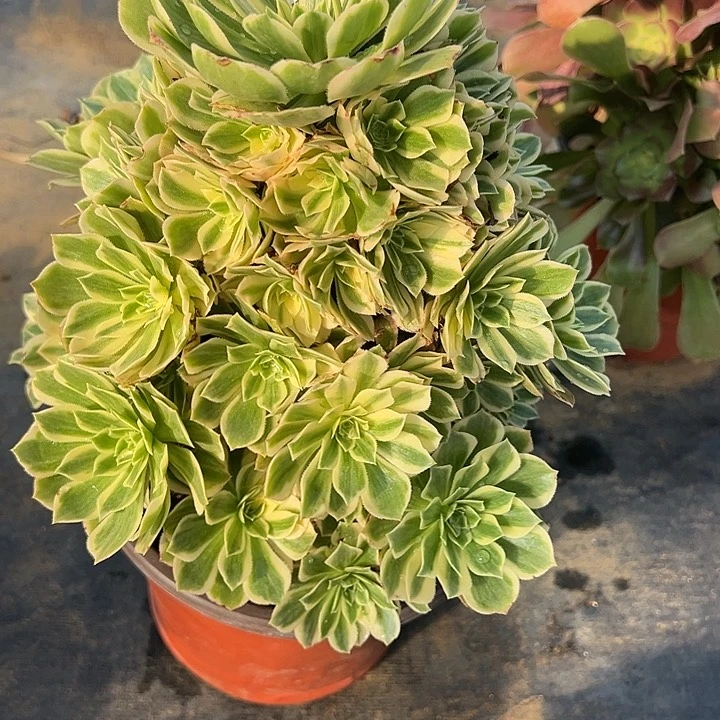 2.3-58颜凝多肉植物