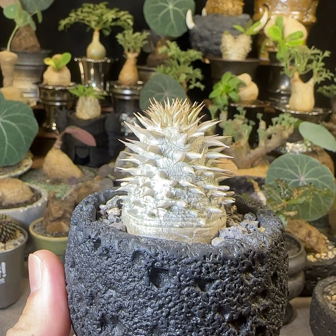 一物一拍惠比大黑