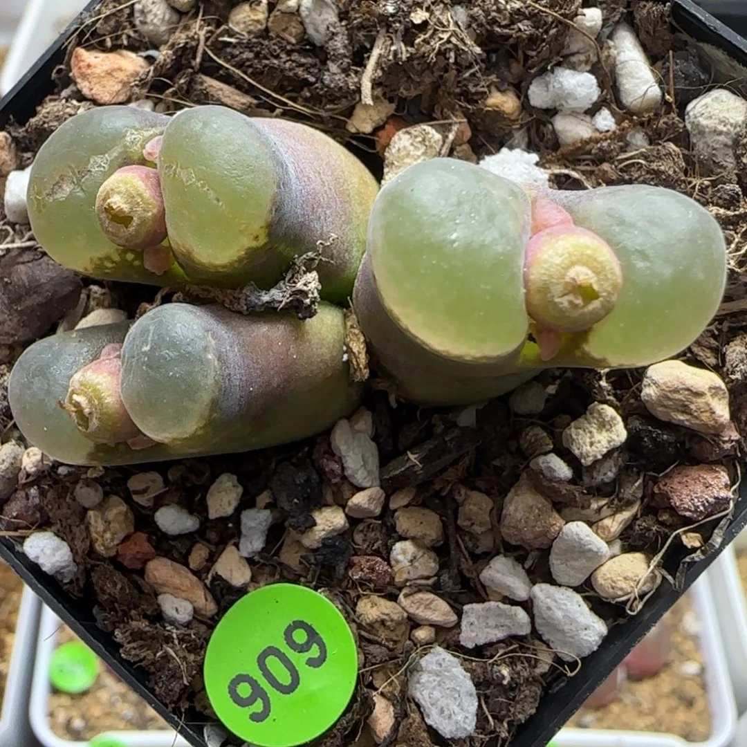 透窗1.8+多肉植物606
