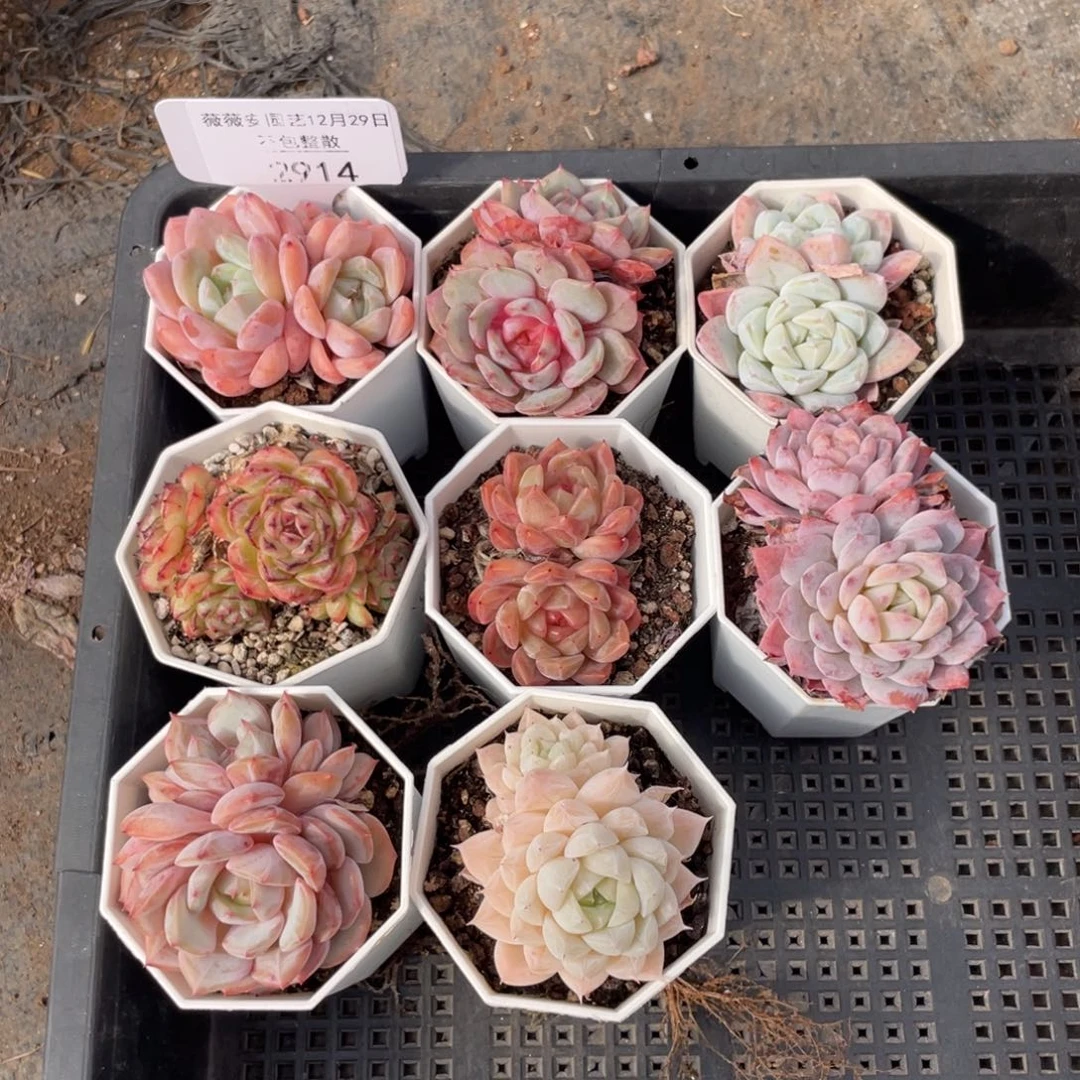 不包整散 盆子不售后2914