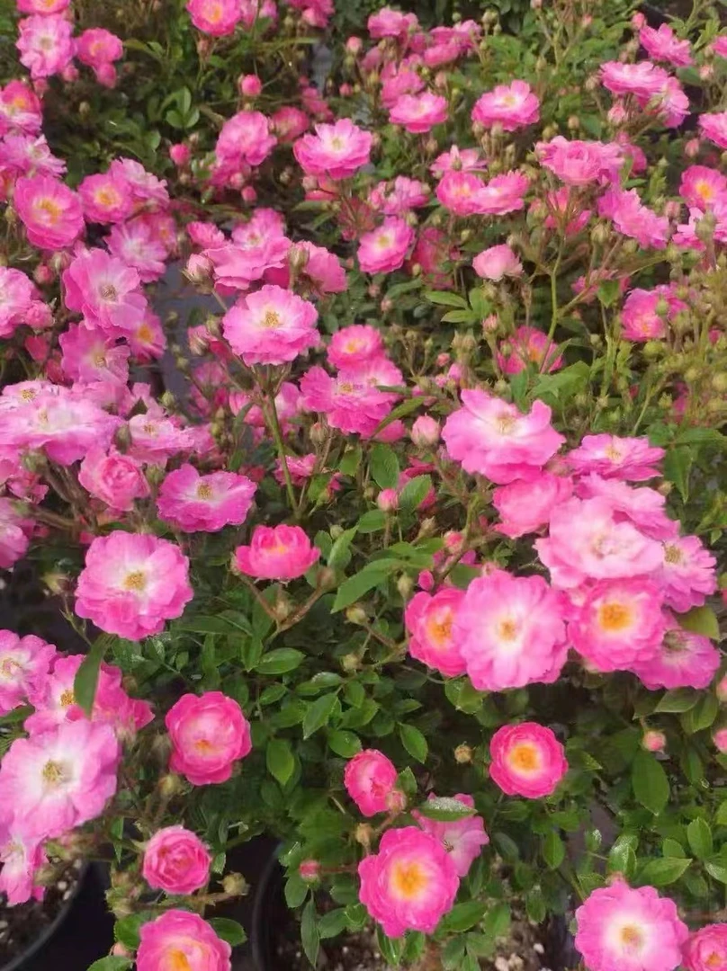 桃姬月季 日本迷你微月品种粉花重瓣阳台四季开花机器阳台盆栽