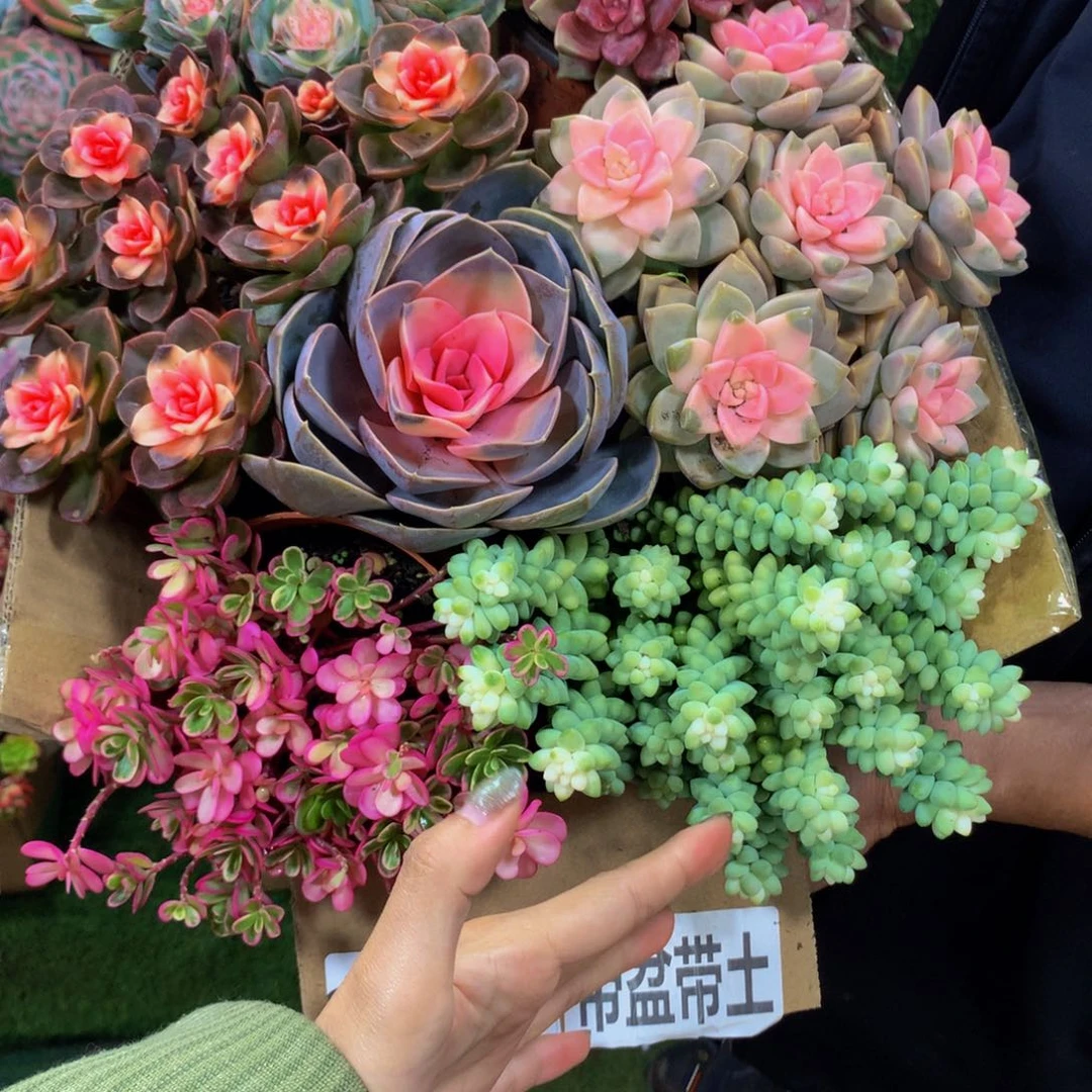 2320带盆土29.9一箱