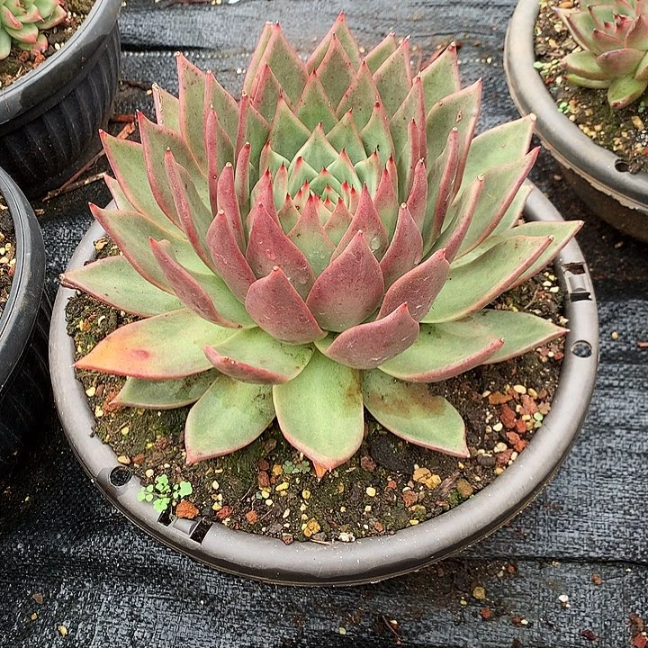 处理特价活动开始啦