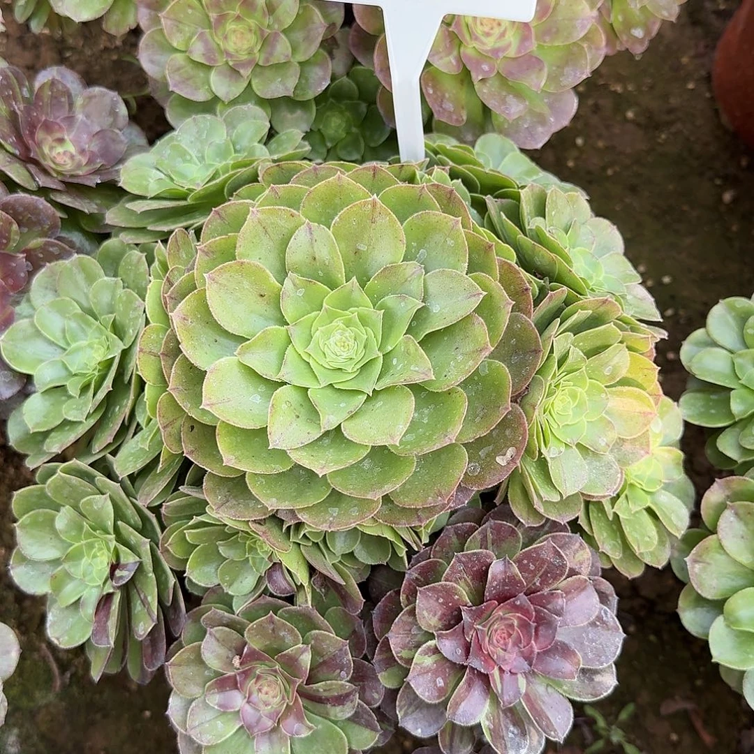 4526花月夜多肉法师