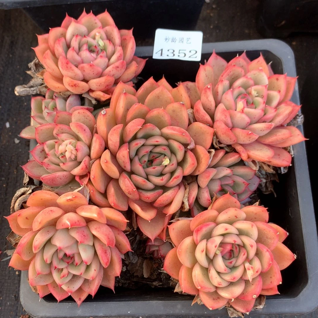 4352杂交多肉植物基地