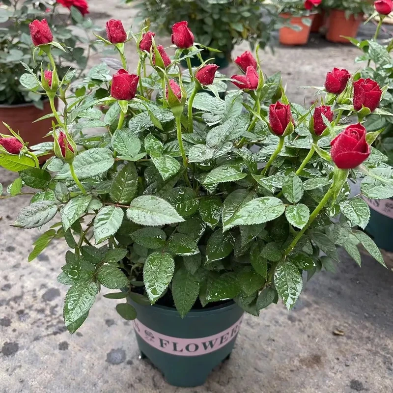 带花苞【中国红】红色玫瑰月季花四季开花盆栽地栽基地发货