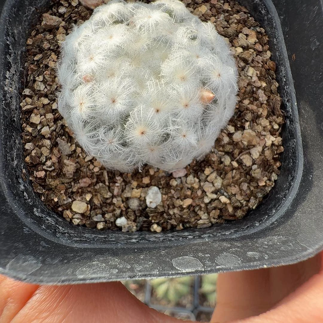 实生蒲公英白星脱土发货
