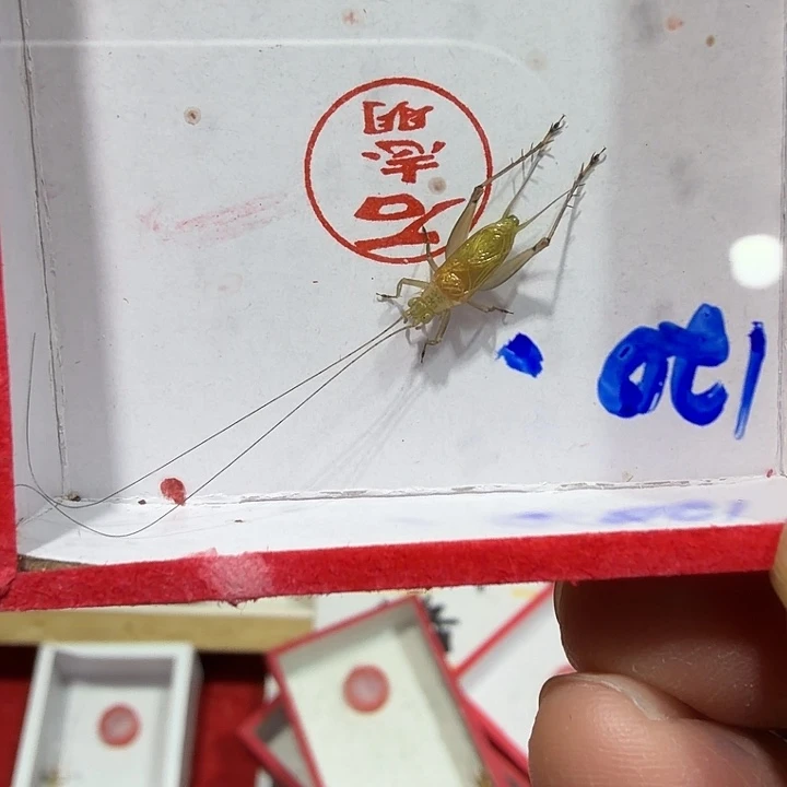 真***涂蟋蟀石老师的冬黄蛉