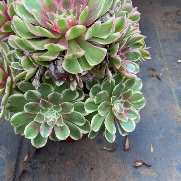 瑞妈多肉园艺372孔雀翎，