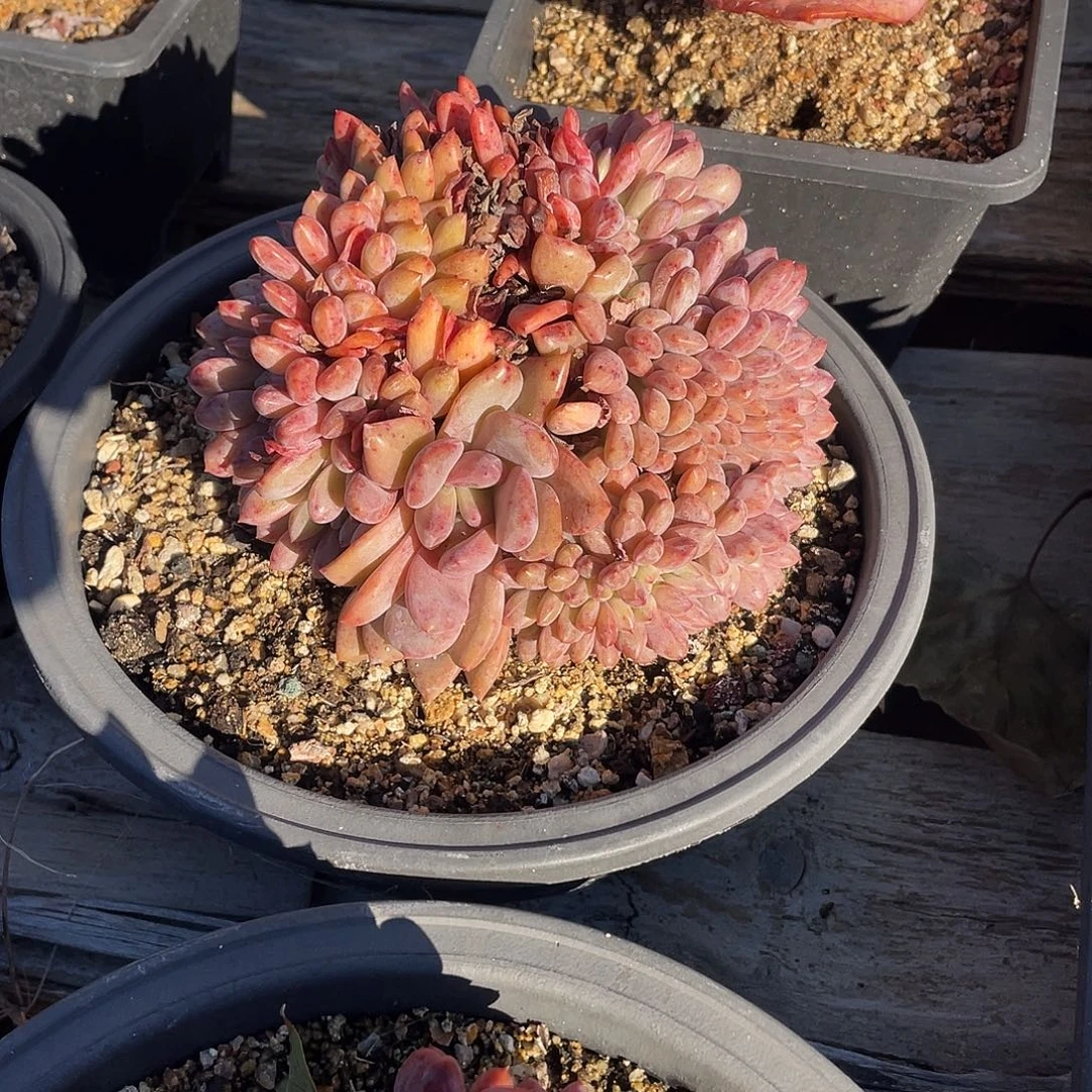 晨溪园艺仙女杯呀