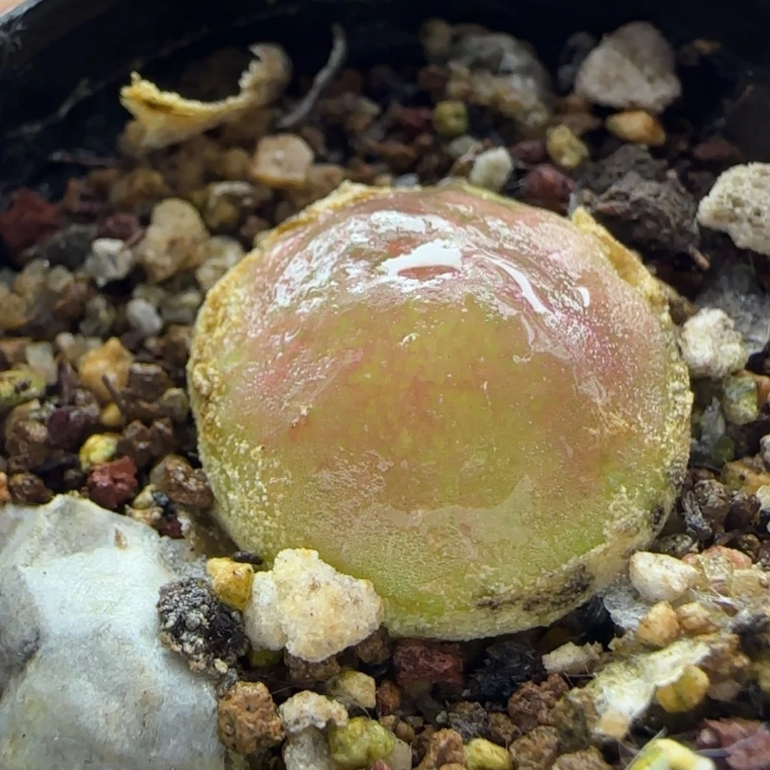 【闪购商品】是**?12883