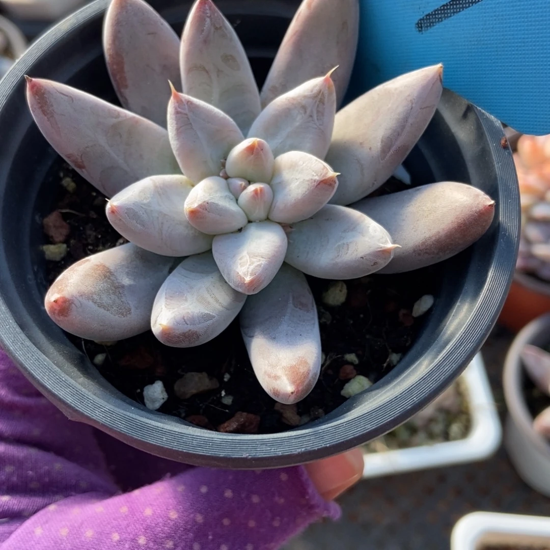 119杜里万多肉植物