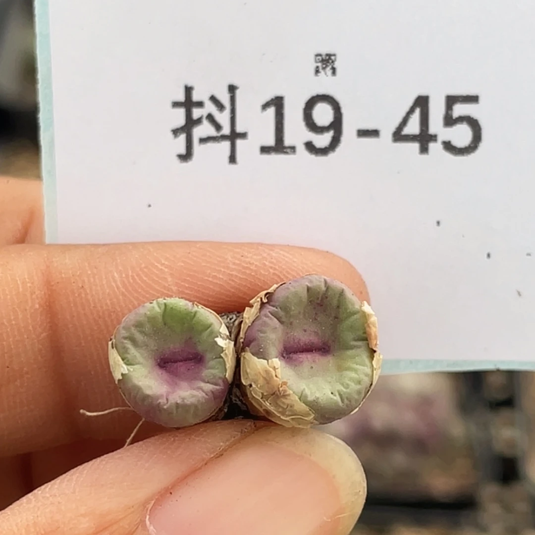 19-45嘴多肉植物肉锥