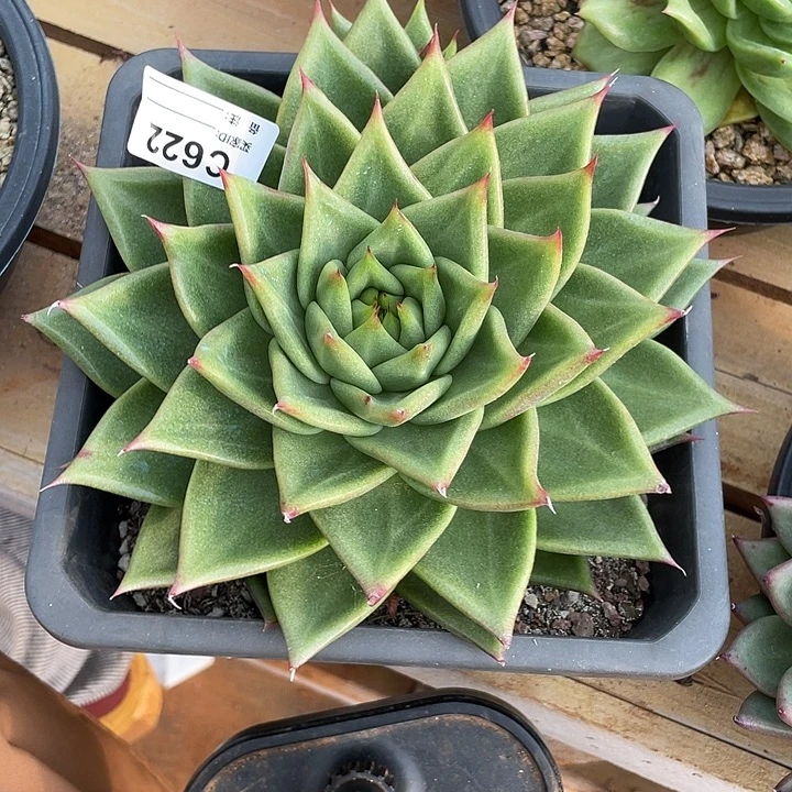 若茹东云单拍C622