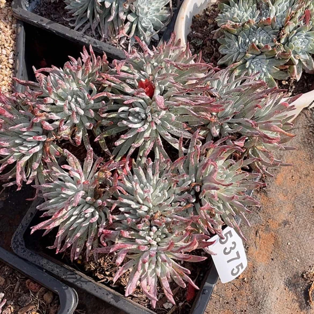 【闪购商品】爱度丽丝