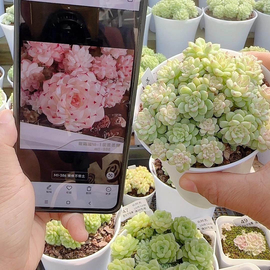 【闪购商品】1012-53（m1-386）