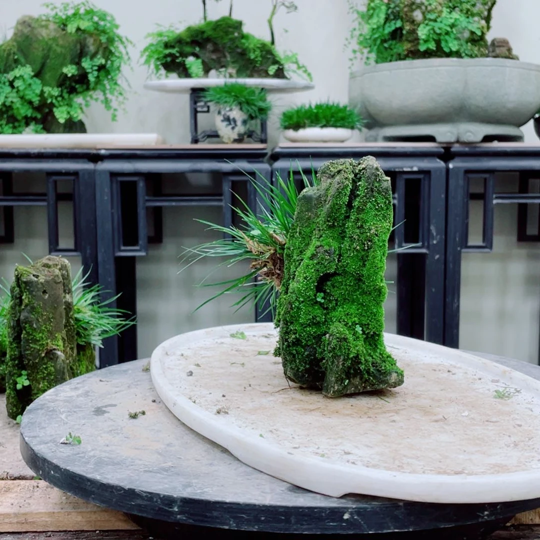 无铅玻璃唐*铁线蕨