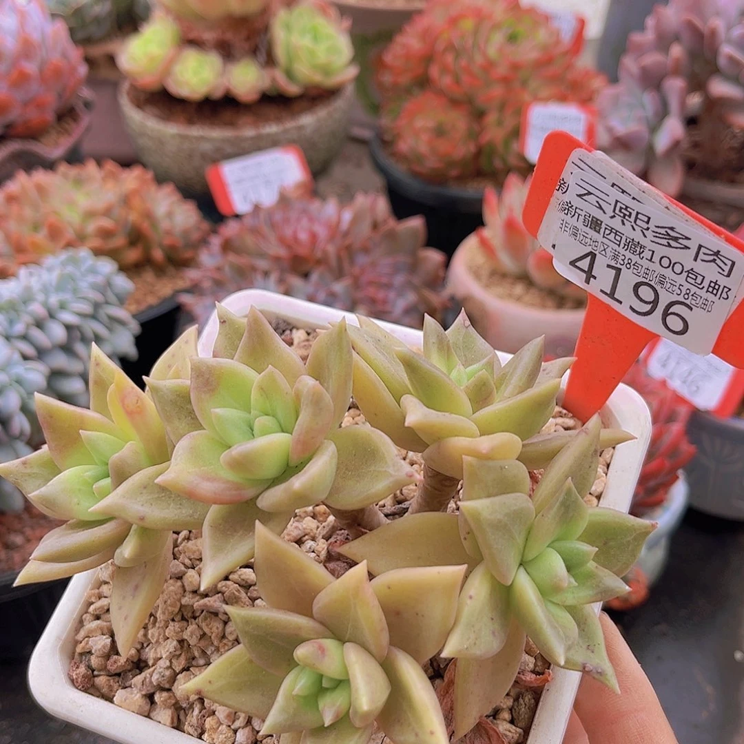 4196黄金表丽娜。