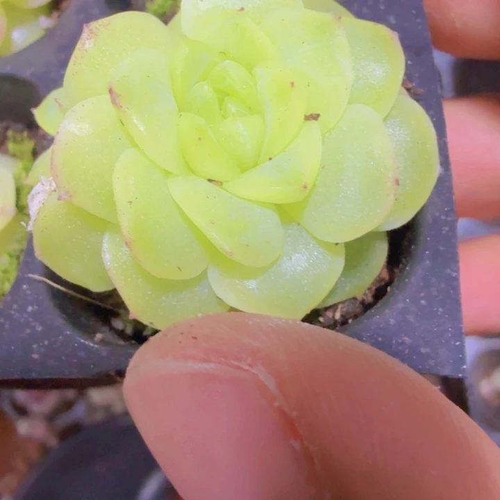 祖母绿麦秆九颗一组