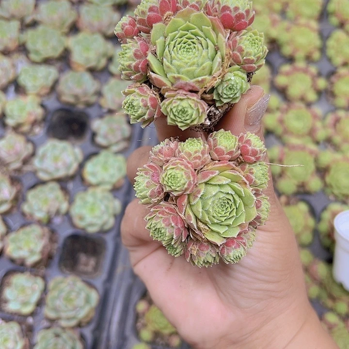 穴盘爱德华2个19包邮