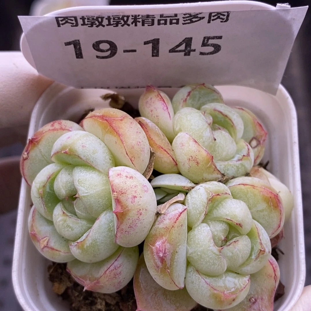 【闪购商品】19-145胖虎